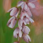 Finissage: "Calluna Calling"